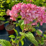 Hortenzia stromčekovitá (Hydrangea arborescens) ´CANDYBELLE® BUBBLEGUM´ - výška 50-60 cm, kont. C2L